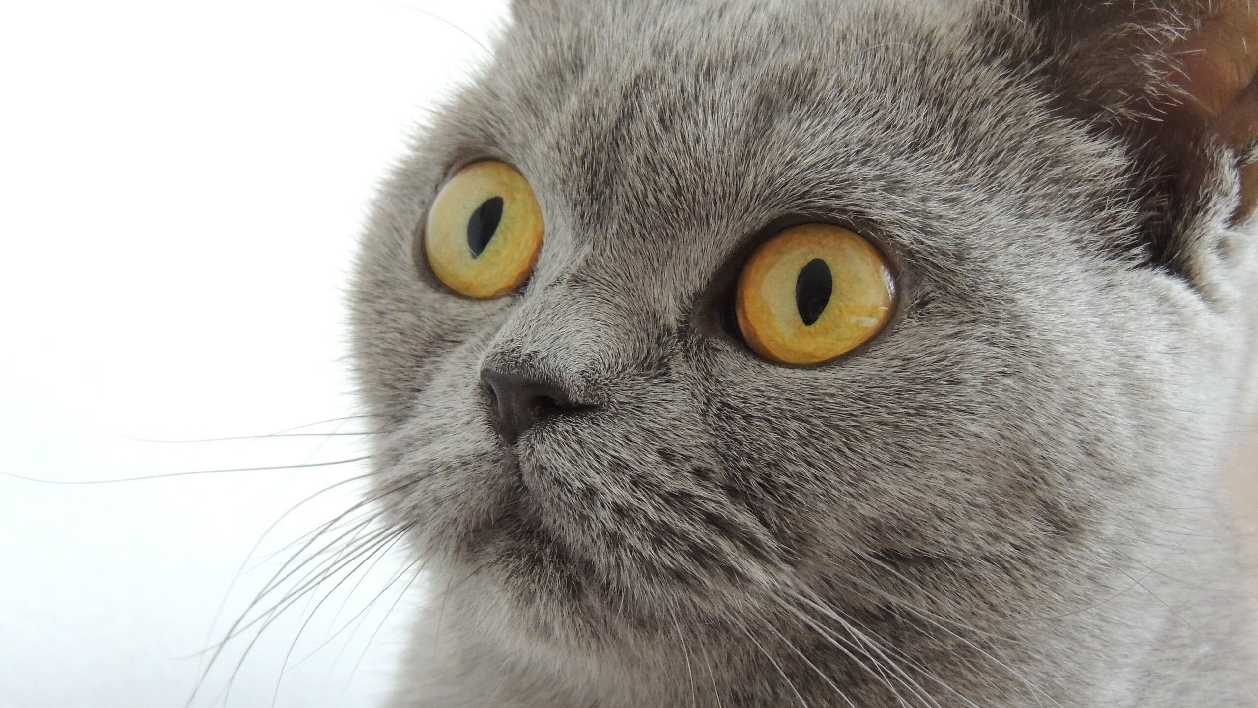 大卫·波波维奇技术动作精准完美,大卫波克菲尔百度百科