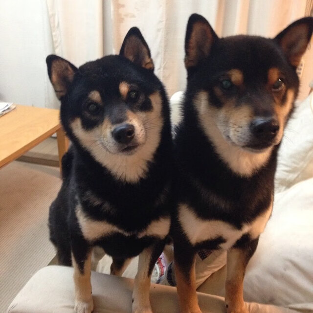 MILANSPORT入口-意甲战术酷炫：布局巧妙，精彩不断！，意甲意甲