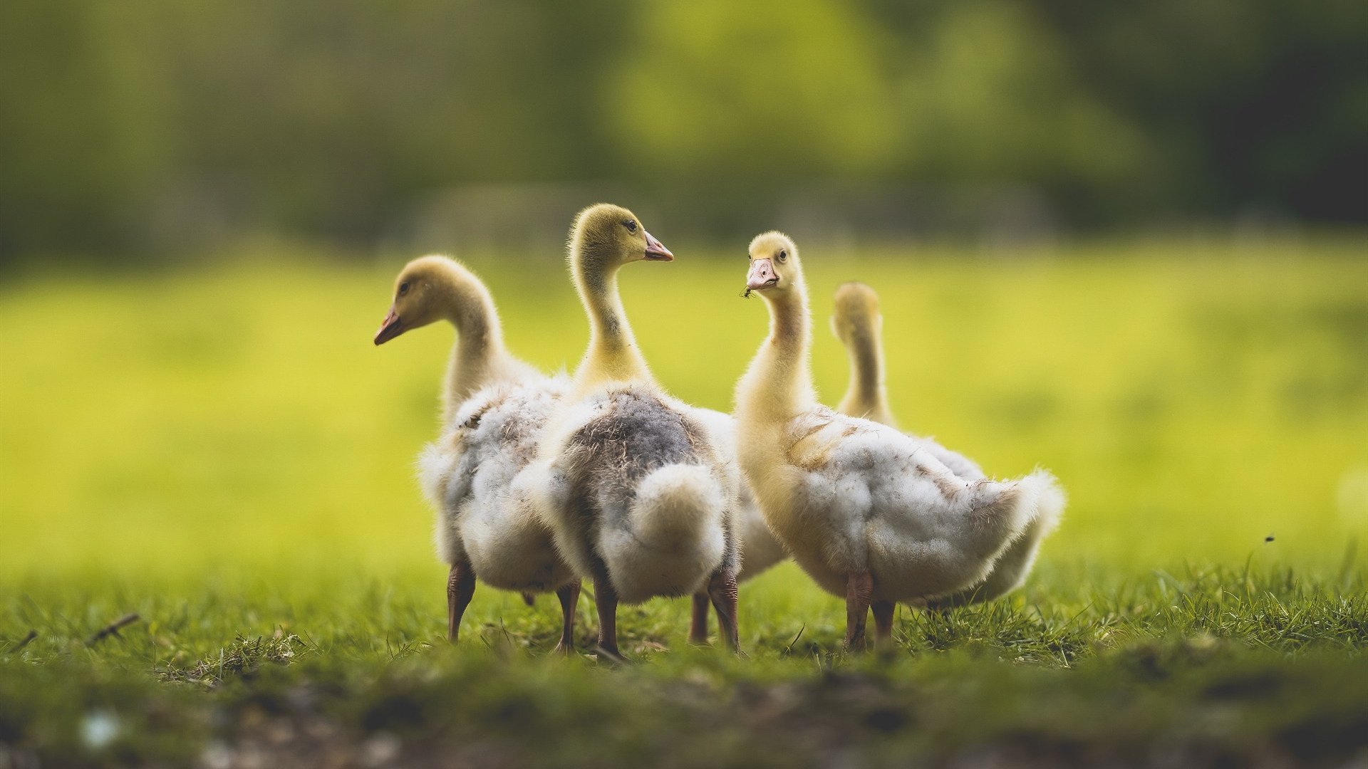 欧洲杯激战连连:战略调整带来惊喜!,欧洲杯揭幕战依98db in