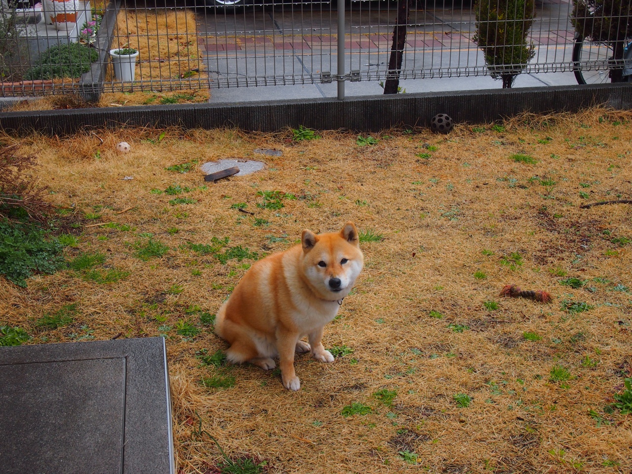 球迷文化成为体育力量，球迷对球队的作用