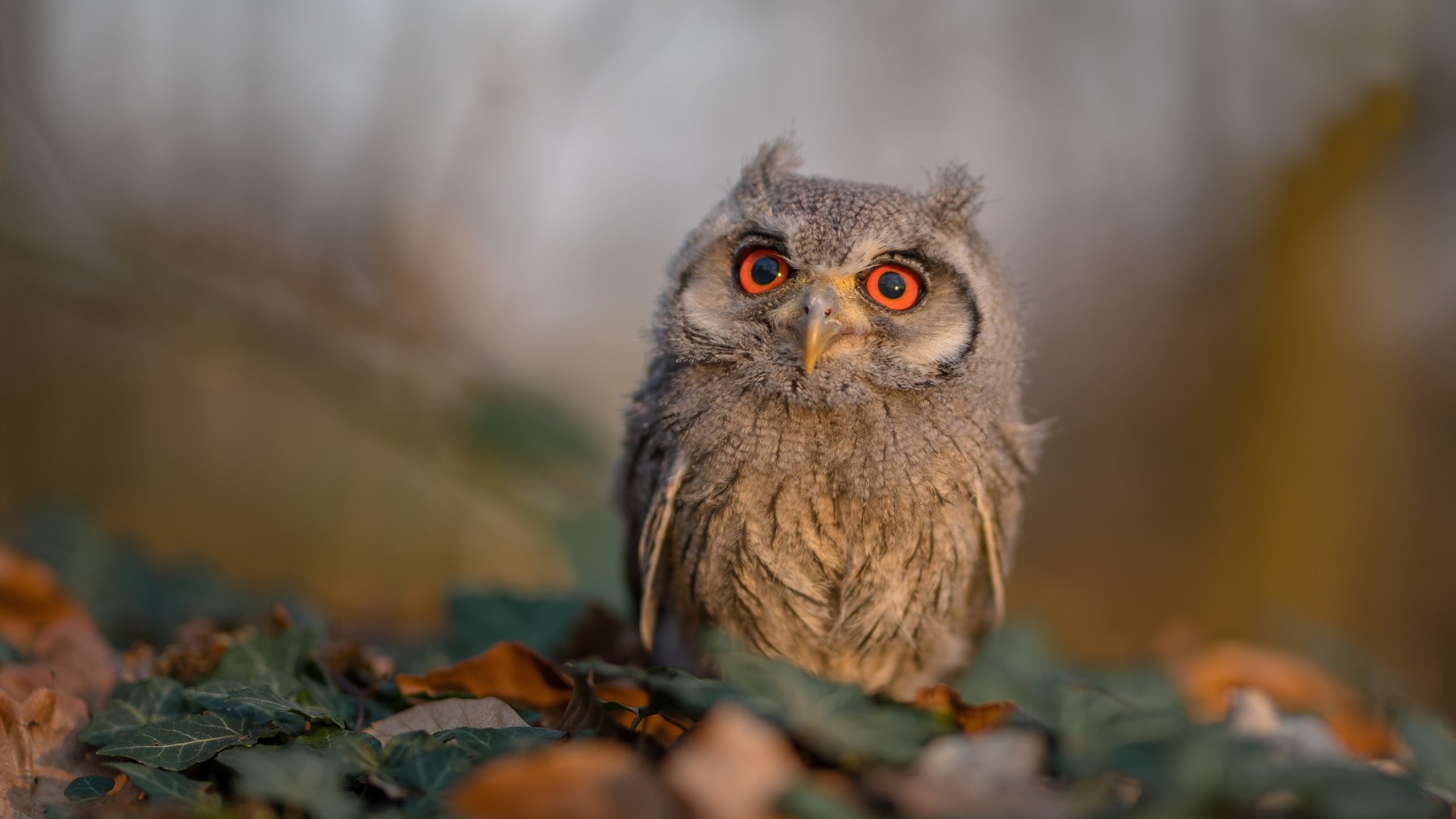 米兰体育APP-篮网后卫组织全队进行加练提升默契度，篮网后面还要补强吗