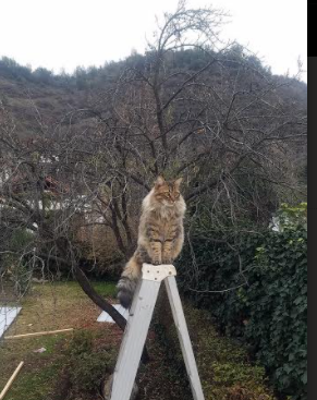 篮网后卫组织全队进行加练提升默契度,篮网后面还要补强吗